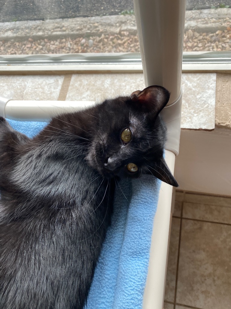 Ferret, an adoptable Domestic Short Hair in Grand Junction, CO, 81505 | Photo Image 1