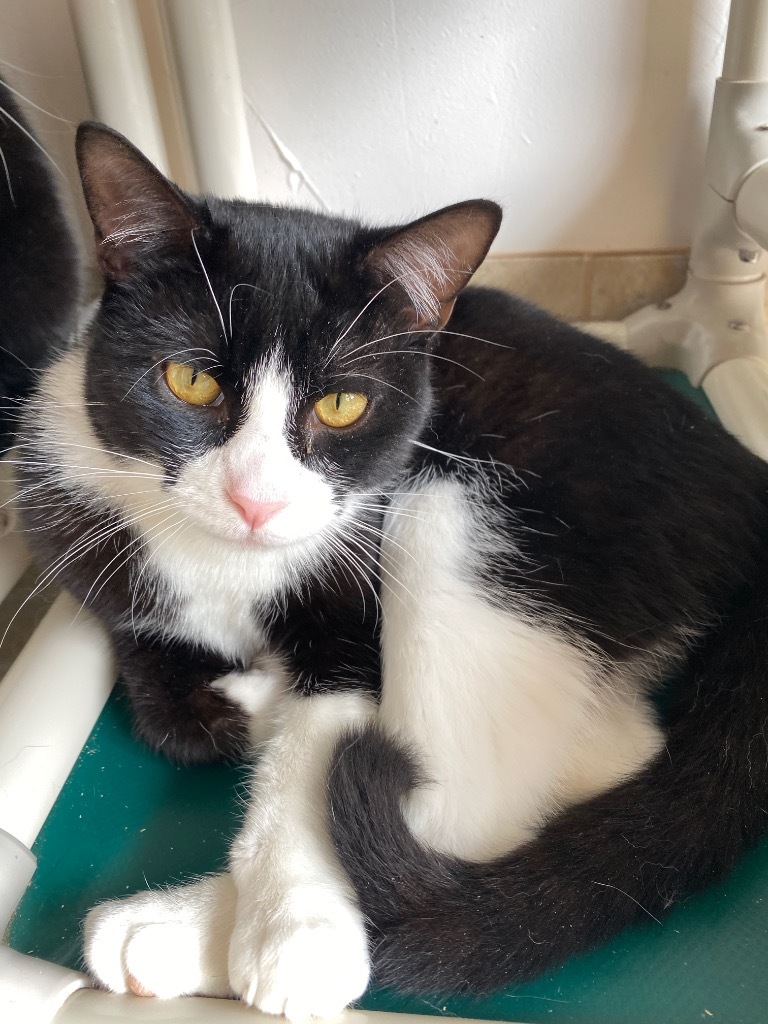 Brother, an adoptable Domestic Short Hair in Grand Junction, CO, 81505 | Photo Image 1