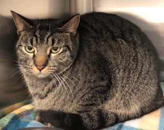 Tinsley, an adoptable Domestic Short Hair in Grand Junction, CO, 81505 | Photo Image 1