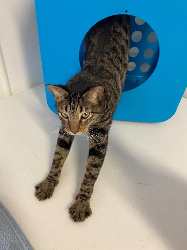 Dickens (One), an adoptable Domestic Short Hair in Grand Junction, CO, 81505 | Photo Image 1