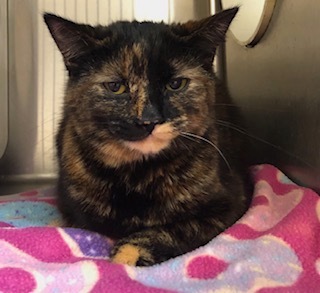 Love Bug, an adoptable Domestic Short Hair in Grand Junction, CO, 81505 | Photo Image 1