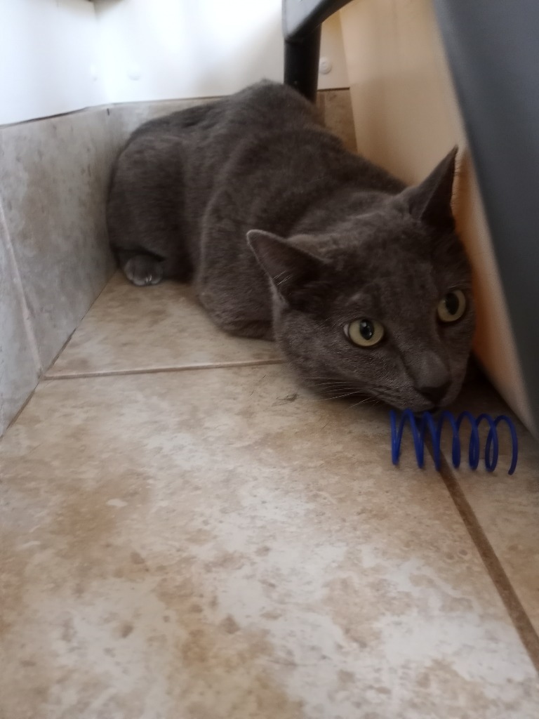 Duke, an adoptable Domestic Short Hair in Grand Junction, CO, 81505 | Photo Image 1