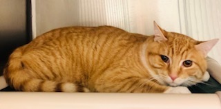 Squish, an adoptable Domestic Short Hair in Grand Junction, CO, 81505 | Photo Image 1