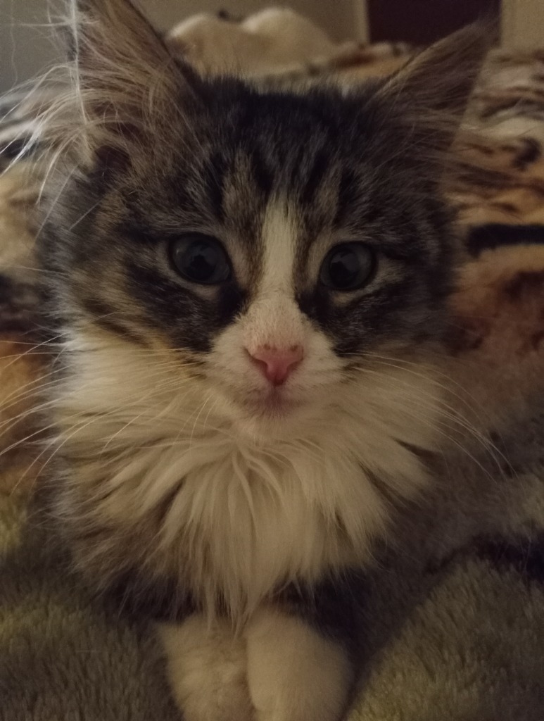 Peppermint Puff, an adoptable Domestic Long Hair in Grand Junction, CO, 81505 | Photo Image 1