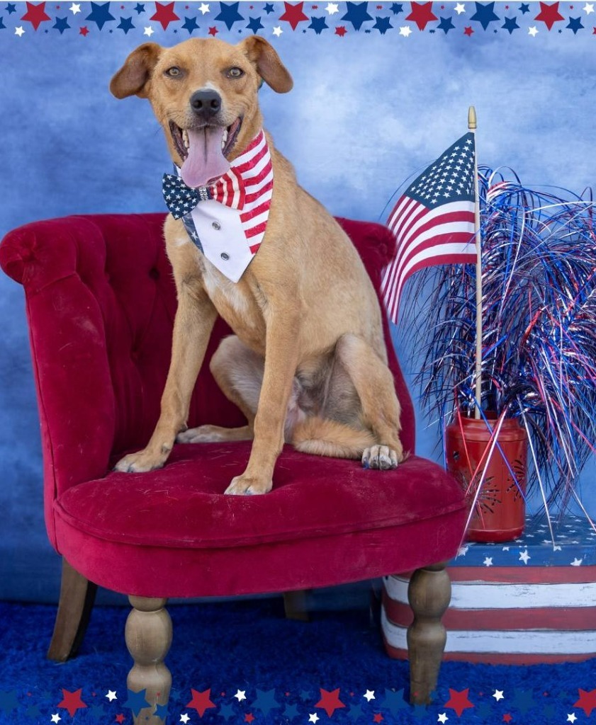 Marvin, an adoptable Labrador Retriever in Midland, TX, 79705 | Photo Image 1