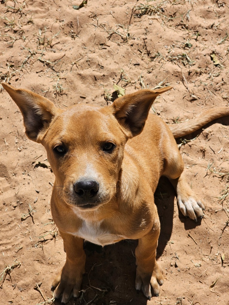 Marvin, an adoptable Labrador Retriever in Midland, TX, 79705 | Photo Image 2