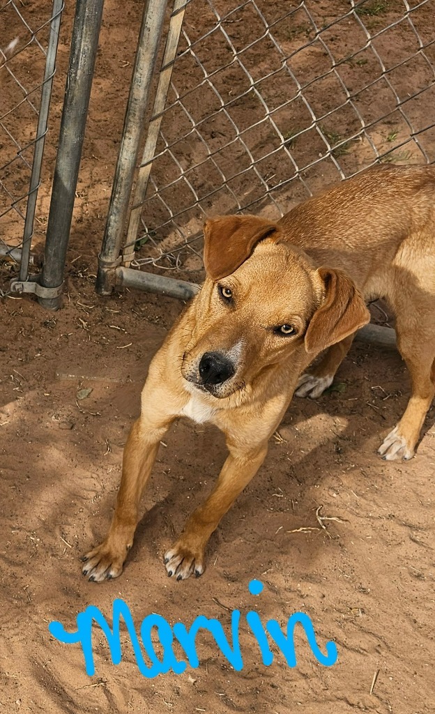 Marvin, an adoptable Labrador Retriever in Midland, TX, 79705 | Photo Image 3