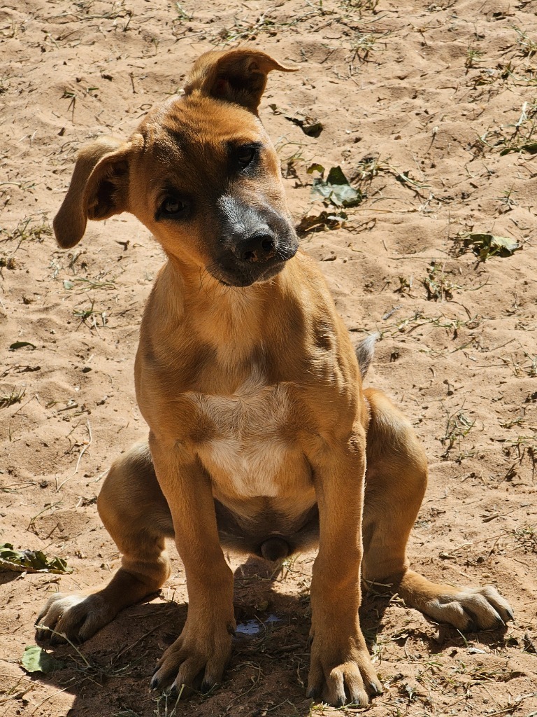 Etta, an adoptable Labrador Retriever in Midland, TX, 79705 | Photo Image 1