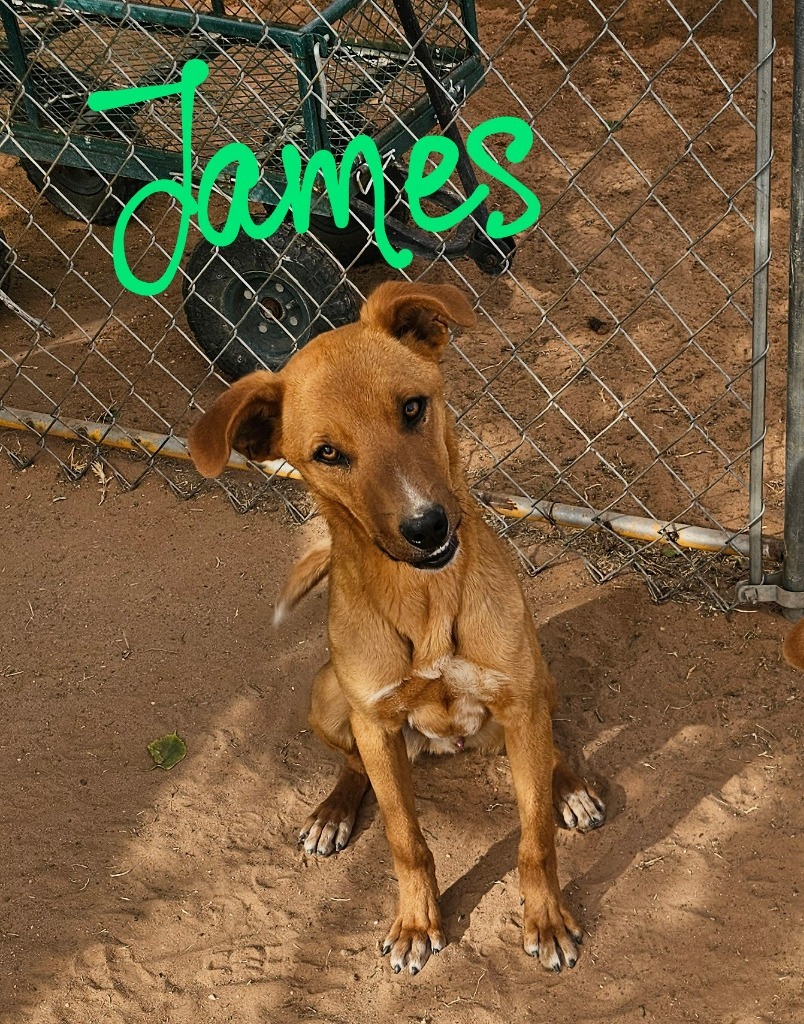 James, an adoptable Labrador Retriever in Midland, TX, 79705 | Photo Image 1