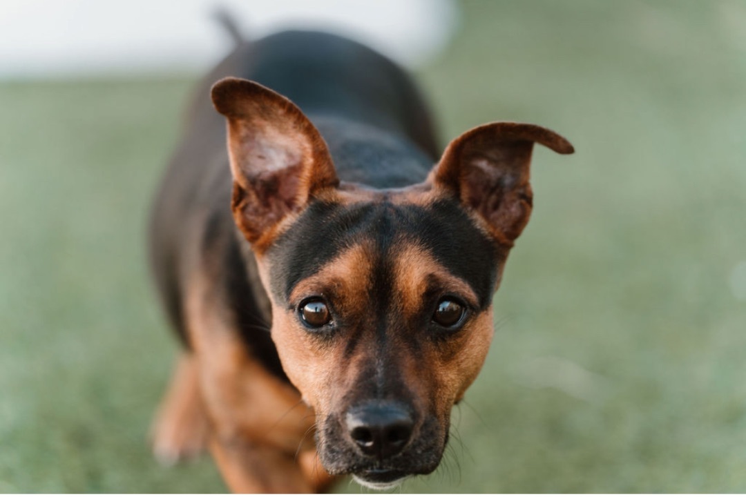 Dog for adoption Jerry, a Basset Hound & Jack Russell Terrier Mix in Edmond, OK Petfinder