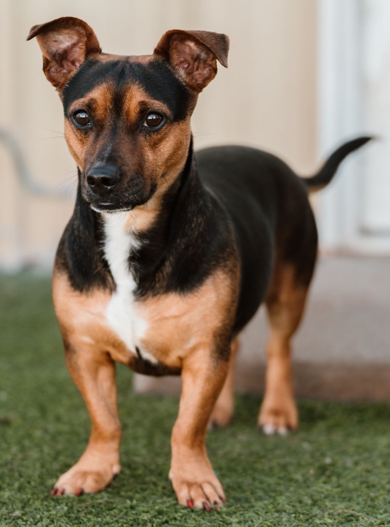 Dog for adoption Jerry, a Basset Hound & Jack Russell Terrier Mix in Edmond, OK Petfinder