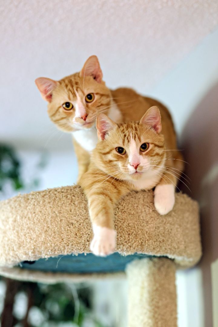 Clay and Cooper, an adoptable Domestic Short Hair in Louisville, KY_image-1