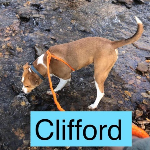Clifford 4