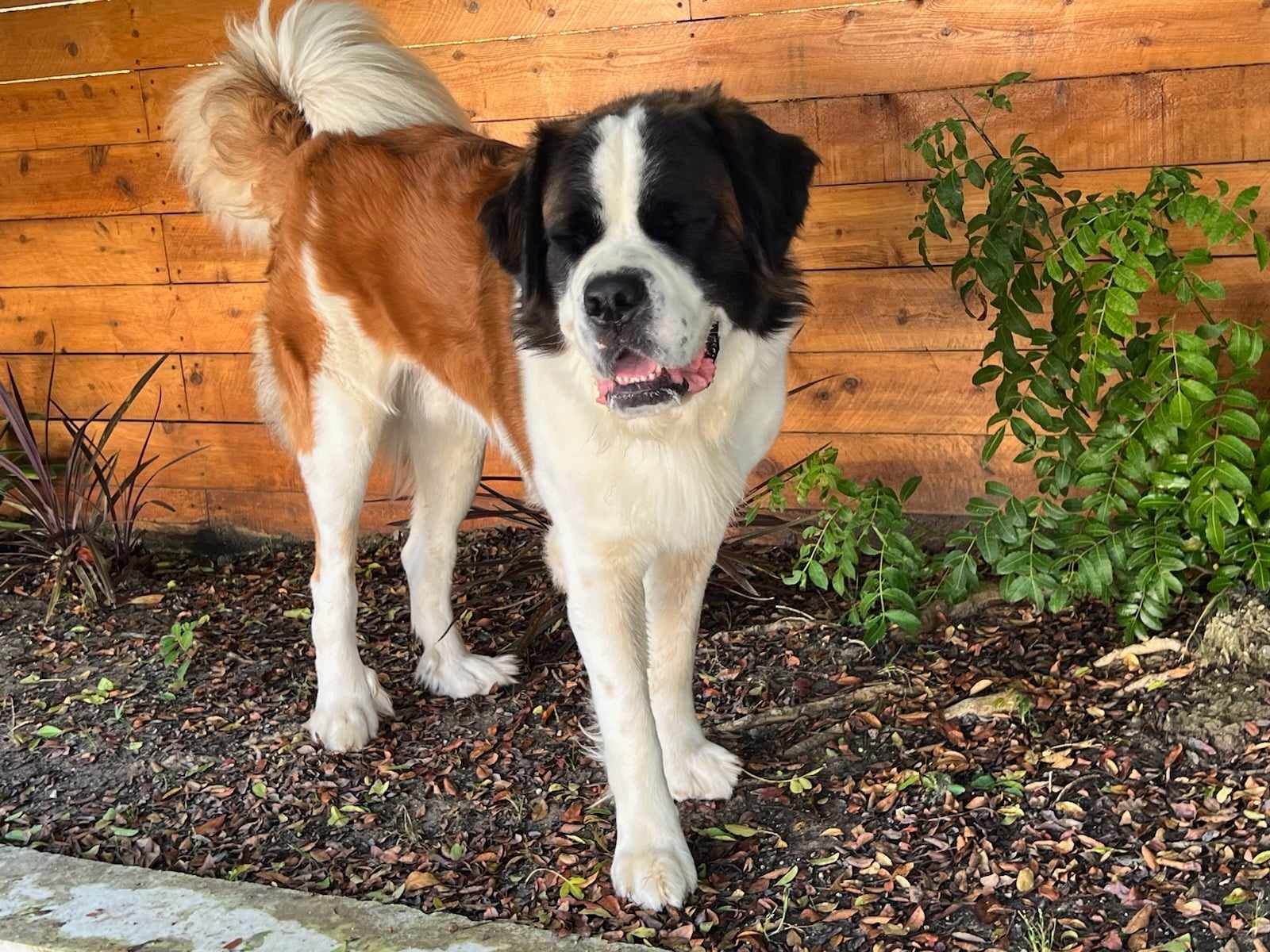 Petfinder saint hot sale bernard