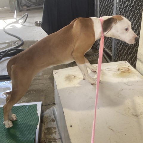 Alfie, an adoptable Mixed Breed in Las Cruces, NM, 88012 | Photo Image 2