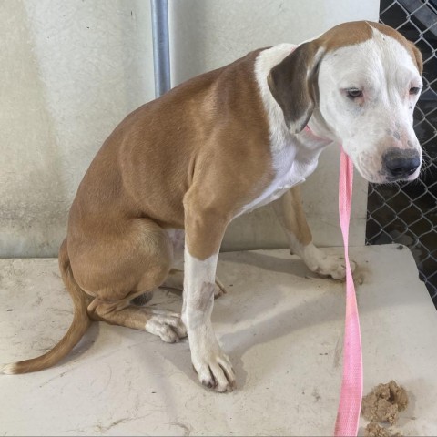 Alfie, an adoptable Mixed Breed in Las Cruces, NM, 88012 | Photo Image 3