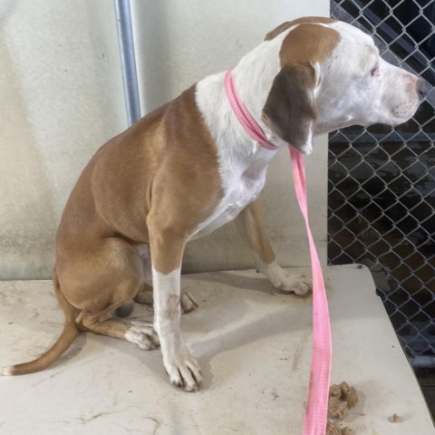 Alfie, an adoptable Mixed Breed in Las Cruces, NM, 88012 | Photo Image 4