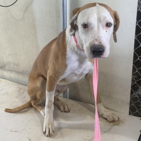 Alfie, an adoptable Mixed Breed in Las Cruces, NM, 88012 | Photo Image 5