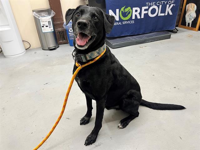 OPIE, an adoptable Labrador Retriever, Mixed Breed in Norfolk, VA, 23502 | Photo Image 1