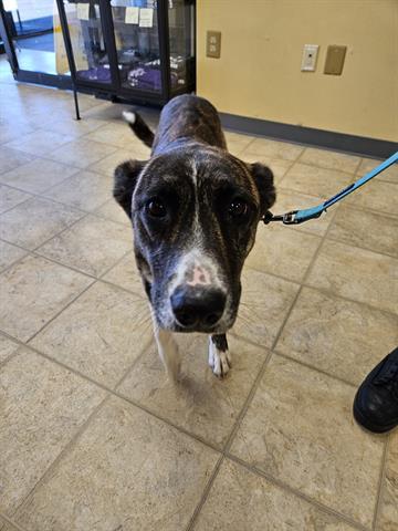 GRACIE, an adoptable Dutch Shepherd, Mixed Breed in Norfolk, VA, 23502 | Photo Image 1