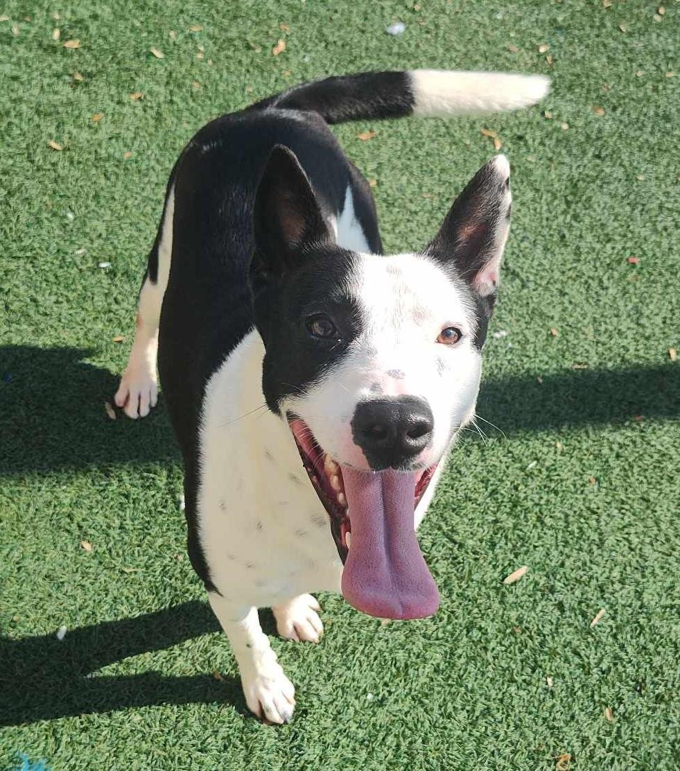 Noah-$75 Adoption Fee! Diamond Dog!, an adoptable McNab, Collie in Rockwall, TX, 75087 | Photo Image 1