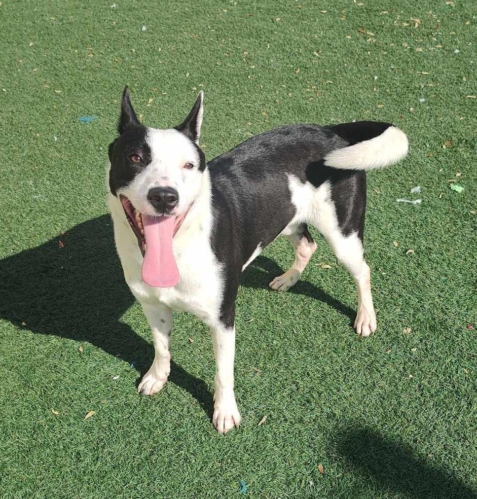 Noah-$75 Adoption Fee! Diamond Dog!, an adoptable McNab, Collie in Rockwall, TX, 75087 | Photo Image 2