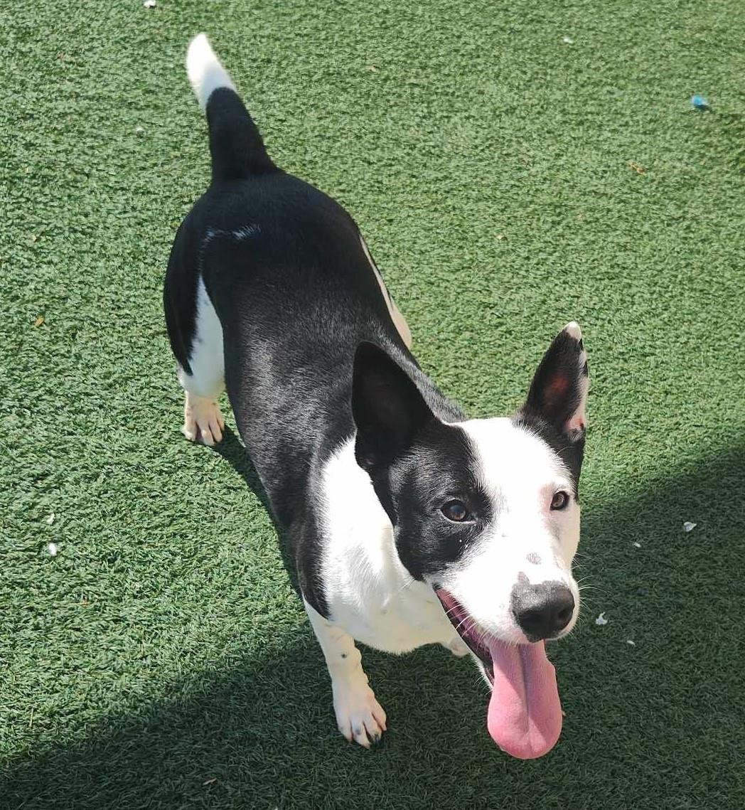Noah-$75 Adoption Fee! Diamond Dog!, an adoptable McNab, Collie in Rockwall, TX, 75087 | Photo Image 3