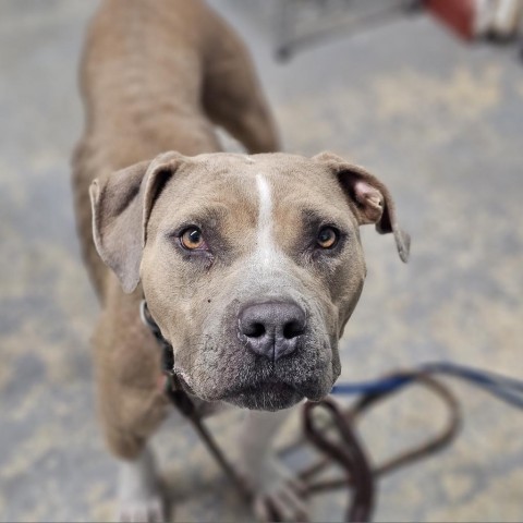 Mom (Pressa) / ITF, an adoptable American Staffordshire Terrier in Harlingen, TX, 78550 | Photo Image 1