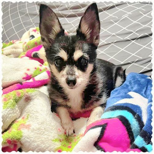 Pomeranian sales rat terrier