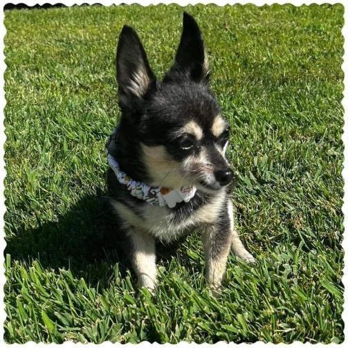 Meeka , an adoptable Rat Terrier & Pomeranian Mix in Clovis, CA_image-2