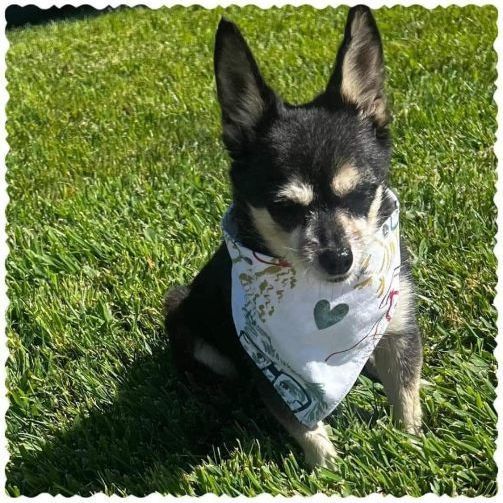 Meeka , an adoptable Rat Terrier & Pomeranian Mix in Clovis, CA_image-4