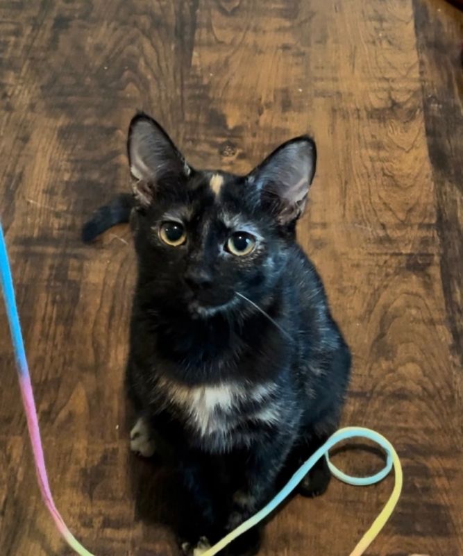 Willow