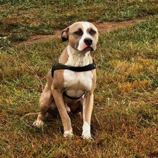 Bob, an adoptable Pit Bull Terrier in Jefferson city, TN, 37760 | Photo Image 1