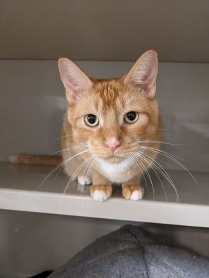 Adopt a Cat in Portland