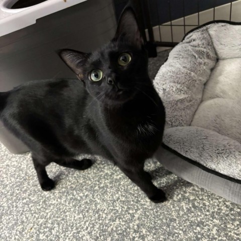 Blackie, an adoptable Domestic Short Hair in Carroll, IA, 51401 | Photo Image 1