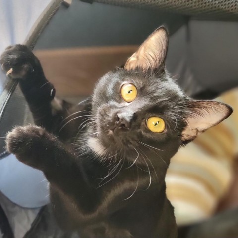 Blackie, an adoptable Domestic Short Hair in Carroll, IA, 51401 | Photo Image 2