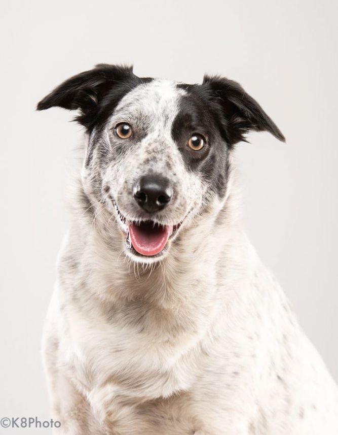 Dog for adoption - Hachi, an Australian Cattle Dog / Blue Heeler Mix in  Portland, OR