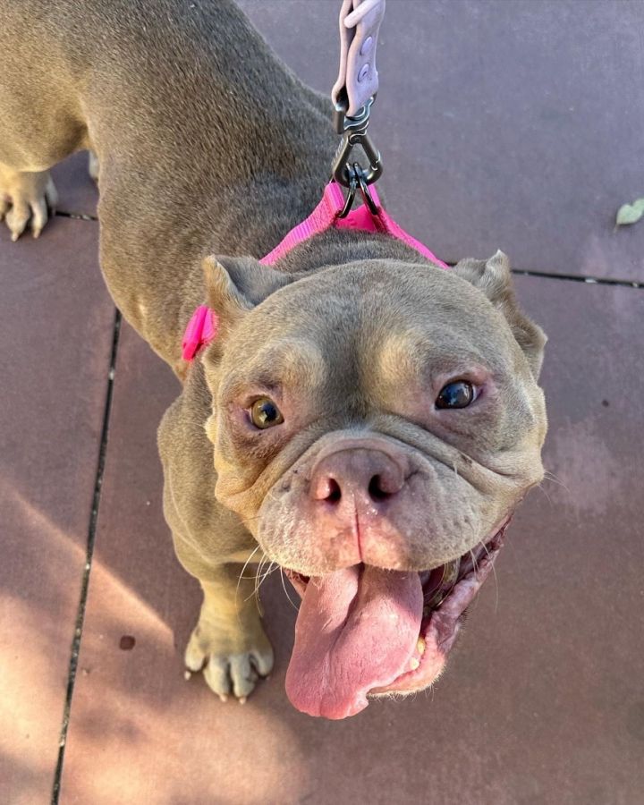 Valley best sale bulldog rescue