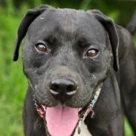 Johnny, an adoptable Pit Bull Terrier in Grinnell, IA, 50112 | Photo Image 2