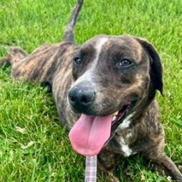 Comet, an adoptable Boxer in Grinnell, IA, 50112 | Photo Image 2