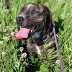 Comet, an adoptable Boxer in Grinnell, IA, 50112 | Photo Image 6