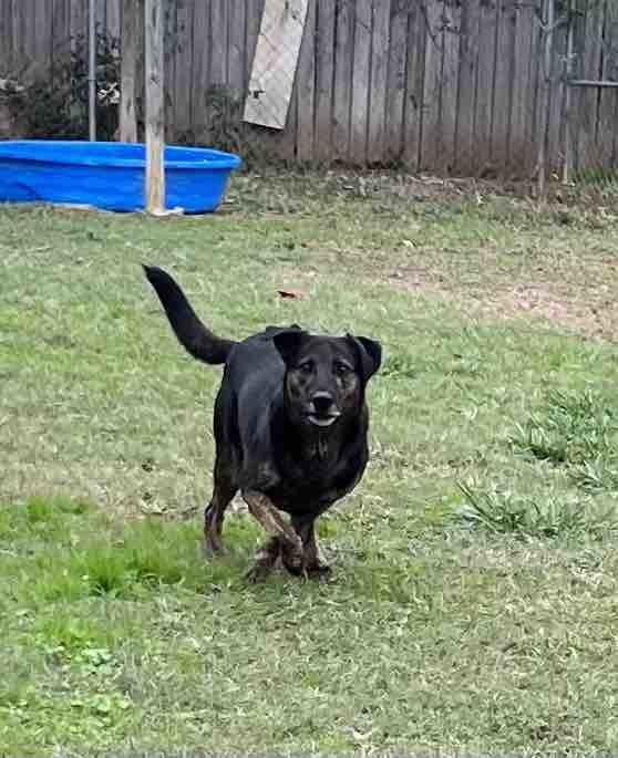 Jed, an adoptable Rottweiler, Labrador Retriever in Shreveport, LA, 71119 | Photo Image 1