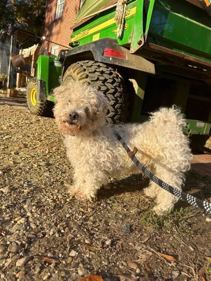 Petfinder miniature outlet poodle