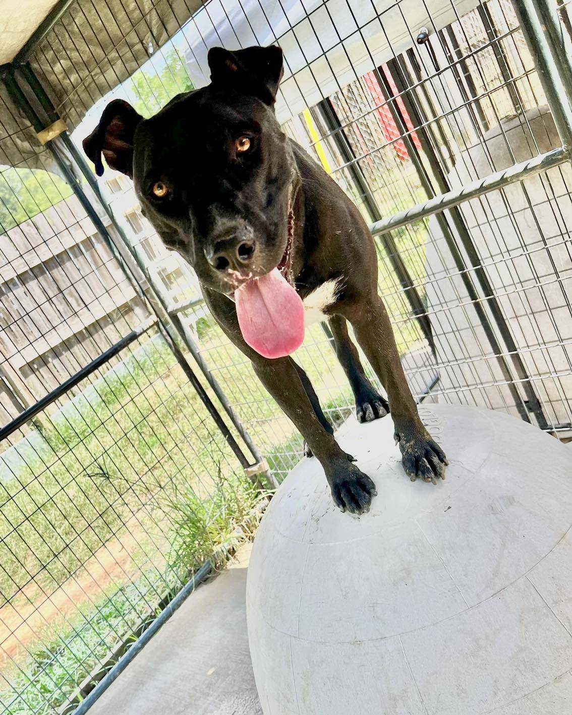 Raider, an adoptable Labrador Retriever in Shreveport, LA, 71119 | Photo Image 1