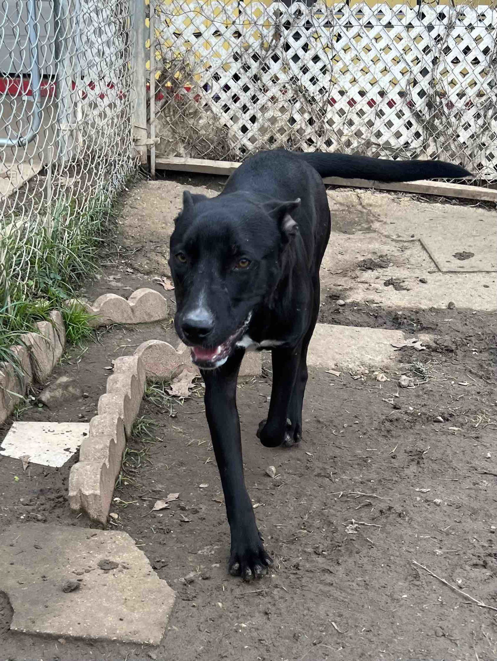 Raider, an adoptable Labrador Retriever in Shreveport, LA, 71119 | Photo Image 2