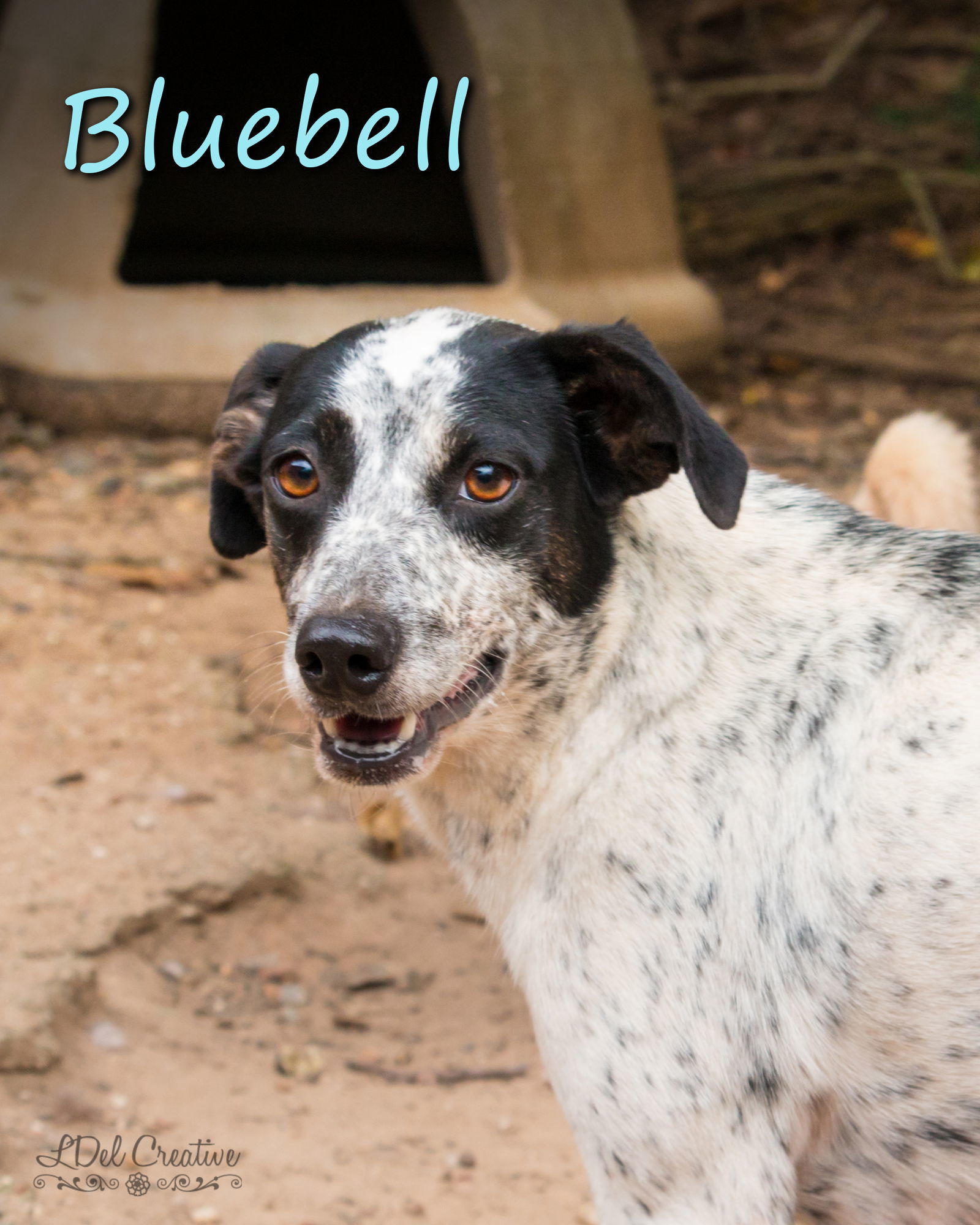 Bluebell, an adoptable Feist in Shreveport, LA, 71119 | Photo Image 1