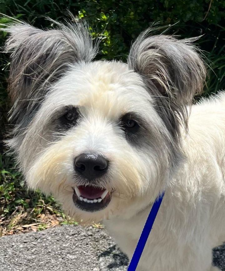 Papillon 2024 schnauzer mix