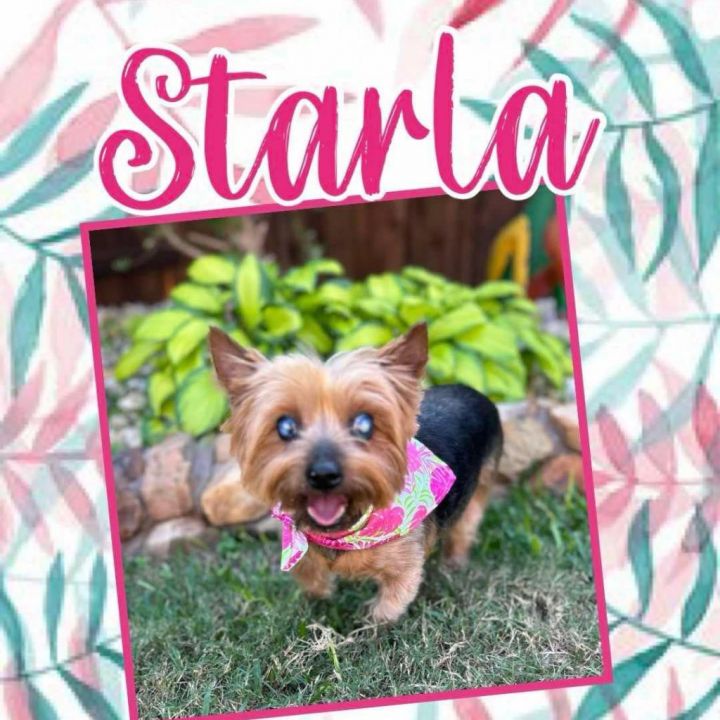 Starla (Dallas) 2