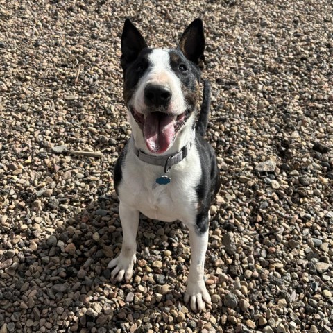 Pico, an adoptable Bull Terrier in Show Low, AZ, 85901 | Photo Image 1