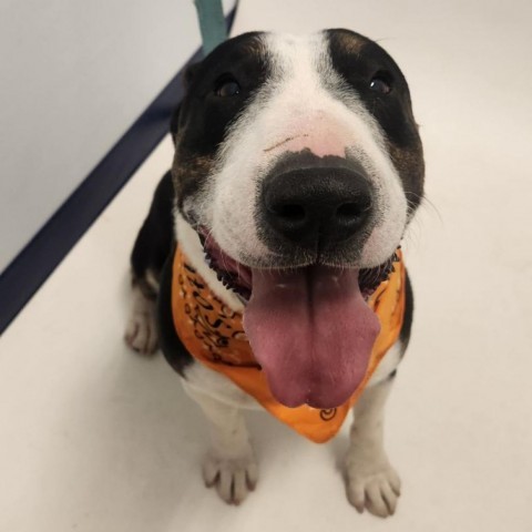 Pico, an adoptable Bull Terrier in Show Low, AZ, 85901 | Photo Image 2